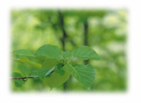 �t�̃C���[�W